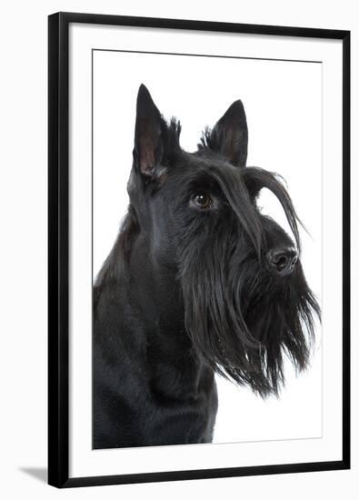 Scottish Aberdeen Terrier-null-Framed Photographic Print