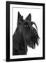 Scottish Aberdeen Terrier-null-Framed Photographic Print