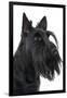 Gramercy Black