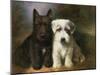 Scottish and a Sealyham Terrier-Lilian Cheviot-Mounted Giclee Print