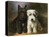 Scottish and a Sealyham Terrier-Lilian Cheviot-Stretched Canvas