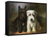 Scottish and a Sealyham Terrier-Lilian Cheviot-Framed Stretched Canvas