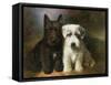 Scottish and a Sealyham Terrier-Lilian Cheviot-Framed Stretched Canvas