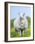 Scottish Blackface on the Isle of Harris, Scotland-Martin Zwick-Framed Photographic Print