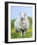 Scottish Blackface on the Isle of Harris, Scotland-Martin Zwick-Framed Photographic Print