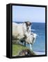 Scottish Blackface on the Isle of Harris, Scotland-Martin Zwick-Framed Stretched Canvas