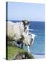 Scottish Blackface on the Isle of Harris, Scotland-Martin Zwick-Stretched Canvas