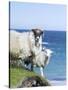 Scottish Blackface on the Isle of Harris, Scotland-Martin Zwick-Stretched Canvas