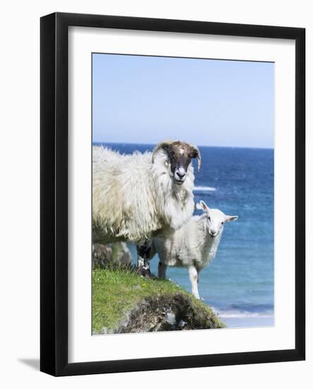 Scottish Blackface on the Isle of Harris, Scotland-Martin Zwick-Framed Photographic Print