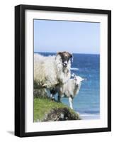 Scottish Blackface on the Isle of Harris, Scotland-Martin Zwick-Framed Photographic Print