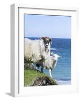 Scottish Blackface on the Isle of Harris, Scotland-Martin Zwick-Framed Photographic Print