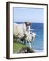 Scottish Blackface on the Isle of Harris, Scotland-Martin Zwick-Framed Photographic Print