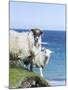 Scottish Blackface on the Isle of Harris, Scotland-Martin Zwick-Mounted Photographic Print