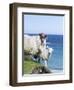 Scottish Blackface on the Isle of Harris, Scotland-Martin Zwick-Framed Premium Photographic Print