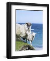 Scottish Blackface on the Isle of Harris, Scotland-Martin Zwick-Framed Premium Photographic Print