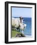 Scottish Blackface on the Isle of Harris, Scotland-Martin Zwick-Framed Premium Photographic Print