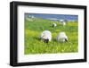 Scottish Blackface on the Isle of Harris, Scotland-Martin Zwick-Framed Photographic Print