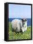 Scottish Blackface Sheep on the Isle of Harris, Scotland-Martin Zwick-Framed Stretched Canvas