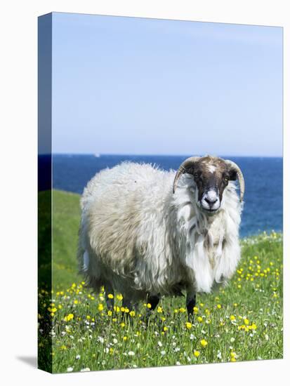 Scottish Blackface Sheep on the Isle of Harris, Scotland-Martin Zwick-Stretched Canvas