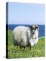 Scottish Blackface Sheep on the Isle of Harris, Scotland-Martin Zwick-Stretched Canvas