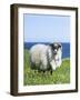 Scottish Blackface Sheep on the Isle of Harris, Scotland-Martin Zwick-Framed Photographic Print