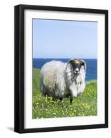 Scottish Blackface Sheep on the Isle of Harris, Scotland-Martin Zwick-Framed Photographic Print