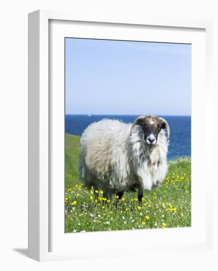 Scottish Blackface Sheep on the Isle of Harris, Scotland-Martin Zwick-Framed Photographic Print