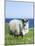 Scottish Blackface Sheep on the Isle of Harris, Scotland-Martin Zwick-Mounted Photographic Print
