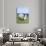 Scottish Blackface Sheep on the Isle of Harris, Scotland-Martin Zwick-Photographic Print displayed on a wall