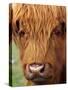 Scottish Cow, Deer Park Heights, Queenstown, South island, New Zealand-David Wall-Stretched Canvas
