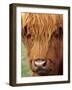 Scottish Cow, Deer Park Heights, Queenstown, South island, New Zealand-David Wall-Framed Photographic Print