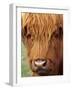 Scottish Cow, Deer Park Heights, Queenstown, South island, New Zealand-David Wall-Framed Photographic Print