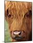 Scottish Cow, Deer Park Heights, Queenstown, South island, New Zealand-David Wall-Mounted Photographic Print