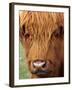 Scottish Cow, Deer Park Heights, Queenstown, South island, New Zealand-David Wall-Framed Photographic Print