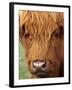 Scottish Cow, Deer Park Heights, Queenstown, South island, New Zealand-David Wall-Framed Photographic Print