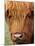 Scottish Cow, Deer Park Heights, Queenstown, South island, New Zealand-David Wall-Mounted Photographic Print