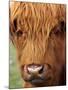 Scottish Cow, Deer Park Heights, Queenstown, South island, New Zealand-David Wall-Mounted Photographic Print