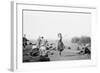 Scottish Dancing-null-Framed Photographic Print