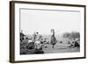 Scottish Dancing-null-Framed Photographic Print