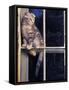 Scottish Fold Cat Balanced on Window Bar, Italy-Adriano Bacchella-Framed Stretched Canvas