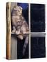Scottish Fold Cat Balanced on Window Bar, Italy-Adriano Bacchella-Stretched Canvas