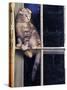 Scottish Fold Cat Balanced on Window Bar, Italy-Adriano Bacchella-Stretched Canvas