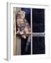 Scottish Fold Cat Balanced on Window Bar, Italy-Adriano Bacchella-Framed Photographic Print