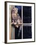 Scottish Fold Cat Balanced on Window Bar, Italy-Adriano Bacchella-Framed Photographic Print