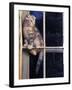 Scottish Fold Cat Balanced on Window Bar, Italy-Adriano Bacchella-Framed Photographic Print