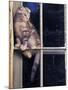 Scottish Fold Cat Balanced on Window Bar, Italy-Adriano Bacchella-Mounted Photographic Print