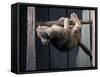 Scottish Fold Cat Hanging Upside-Down from Ladder Rung, Italy-Adriano Bacchella-Framed Stretched Canvas