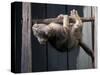 Scottish Fold Cat Hanging Upside-Down from Ladder Rung, Italy-Adriano Bacchella-Stretched Canvas