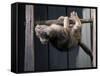 Scottish Fold Cat Hanging Upside-Down from Ladder Rung, Italy-Adriano Bacchella-Framed Stretched Canvas