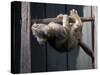 Scottish Fold Cat Hanging Upside-Down from Ladder Rung, Italy-Adriano Bacchella-Stretched Canvas